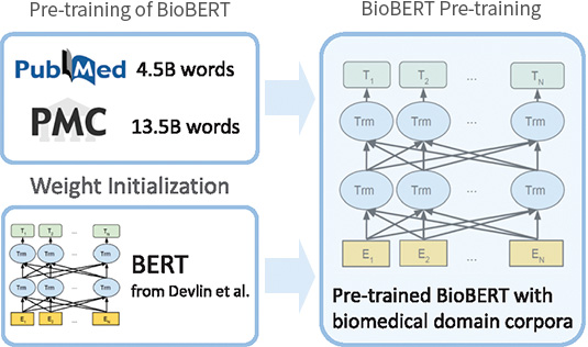 Pre-training of BioBERT​ 표